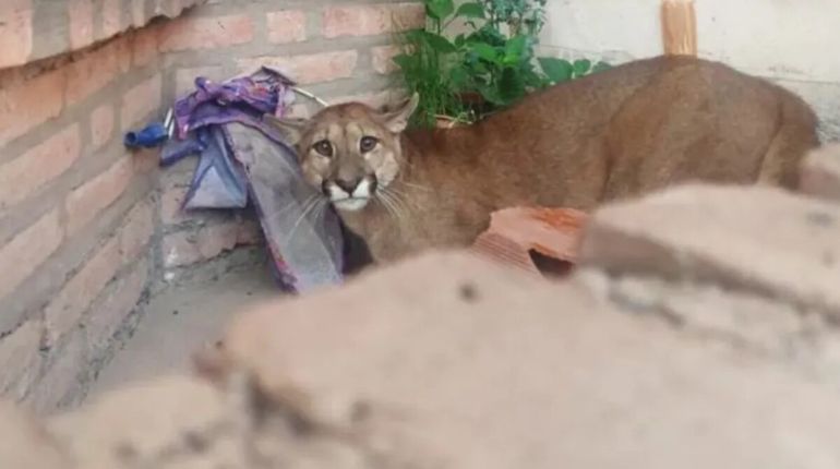 Aberrante: un puma intentaba escapar de los perros y un hombre lo mató a golpes