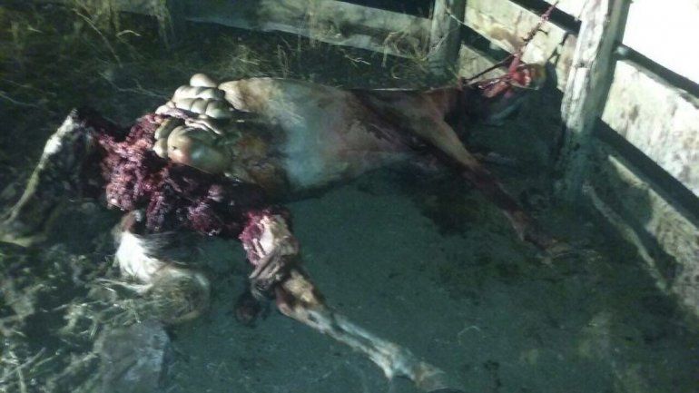Loncopué: indignación por cruel matanza de un potrillo