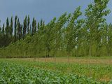 Los sistemas agroforestales no están muy difundidos en los Valles de la región.