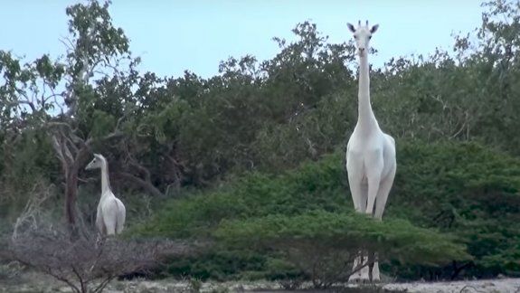 Cazadores furtivos matan a la única jirafa blanca y su cría