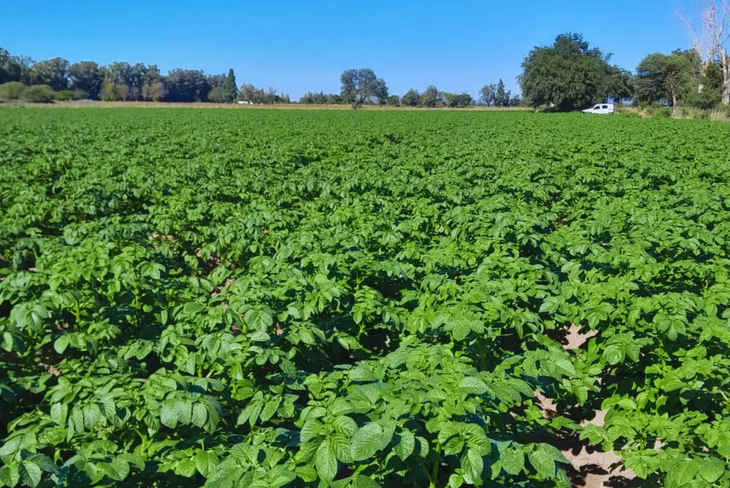 Evaluación de raíces: Agua asciende por capilaridad: INTA verifica adaptación en suelos locales. Foto: INTA Evaluación de raíces: Agua asciende por capilaridad: INTA verifica adaptación en suelos locales. Foto: INTA