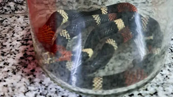 Víbora coral centenario