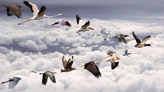 Las fragatas son grandes aves marinas que habitan en Galápagos.