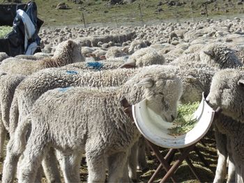 El crecimiento del cordero uruguayo revela decisiones estratégicas que Argentina no tomó en décadas. El crecimiento del cordero uruguayo revela decisiones estratégicas que Argentina no tomó en décadas.
