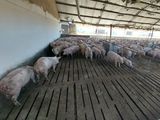 Esta enfermedad afecta tanto a animales como a personas