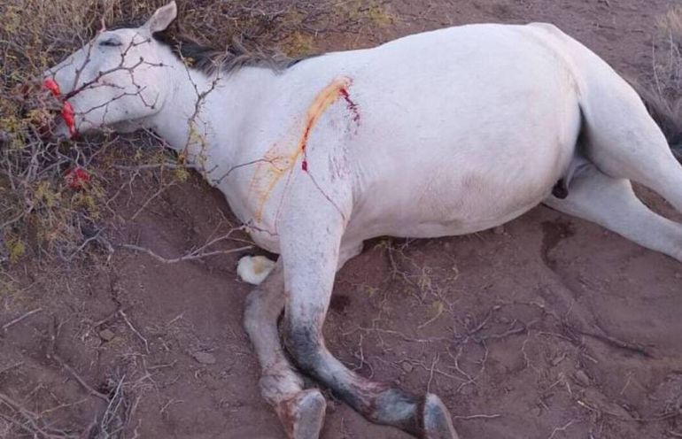 Cuatreros salvajes: denuncian matanza de caballos en Picún Leufú