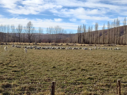 El objetivo: potenciar lanas y carnes de la Patagonia. Foto: gentileza