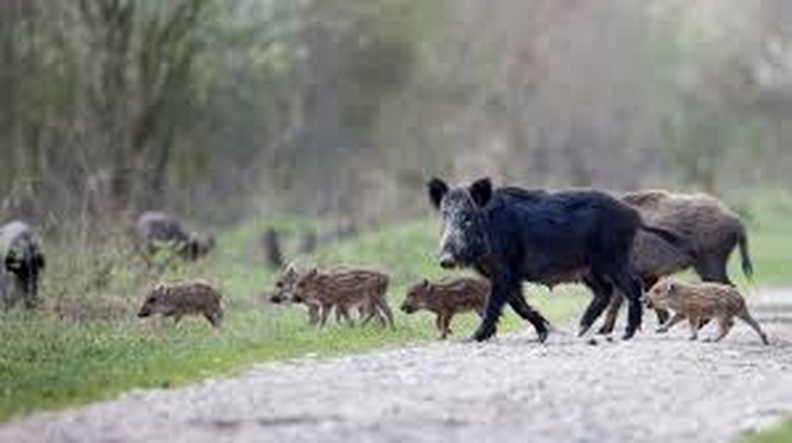 Especie invasora: Desde 1905, el jabalí se expandió a 16 provincias argentinas. Especie invasora: Desde 1905, el jabalí se expandió a 16 provincias argentinas.
