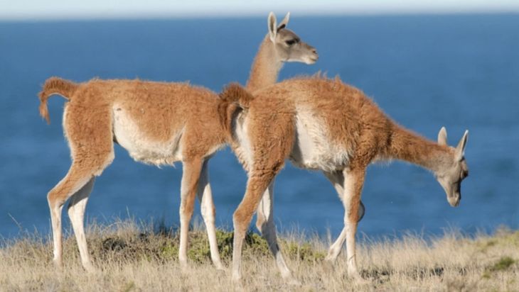 La esquila de guanacos en silvestría, con buenas prácticas, es una alternativa complementaria para la producción ganadera. Fotografía gentileza: investigador.