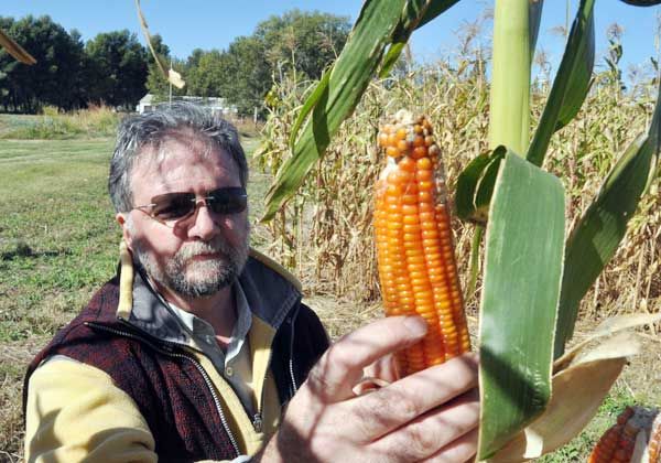 Crearon un maíz colorado ideal para la zona