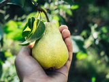 ¿Qué está pasando con el consumo de peras? Un interrogante que preocupa.