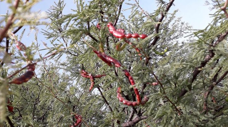Árbol de caldén. Foto: gentileza investigadores.