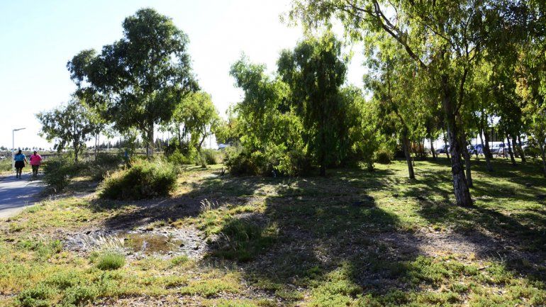 El objetivo es superar los 12 mil árboles plantados en 2016.