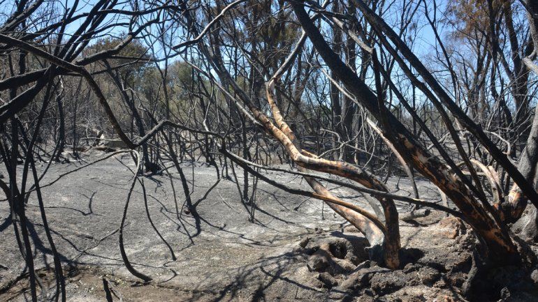 Tierra arrasada y árboles carbonizados. El fuego destruyó todo a su paso