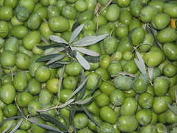Aceitunas en Arahal (Sevilla). Foto: Efeagro. Aceitunas en Arahal (Sevilla). Foto: Efeagro.