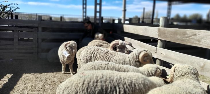 Hoy la genética de sus animales la lleva a través del Programa Mohair Neuquén. Hoy la genética de sus animales la lleva a través del Programa Mohair Neuquén.