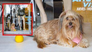 allegra, la perrita de moda: de rescatada a diva y famosa allegra, la perrita de moda: de rescatada a diva y famosa