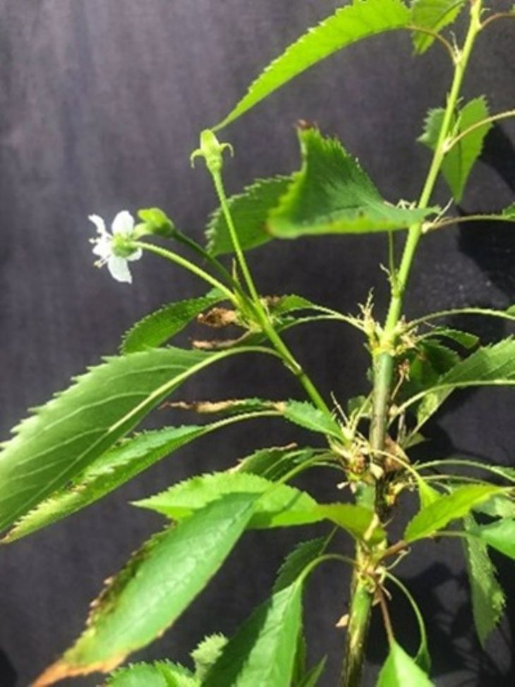 Un cerezo que no entra en reposo abre nuevas claves para adaptar la fruticultura al calentamiento global