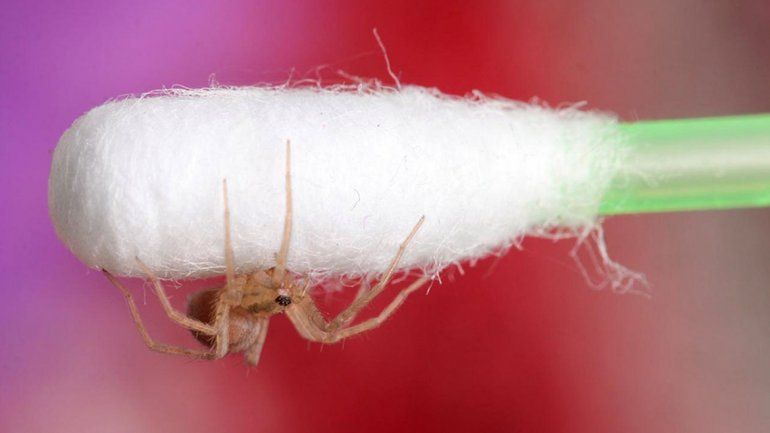 Se le metió una araña en la oreja y estaba tejiendo