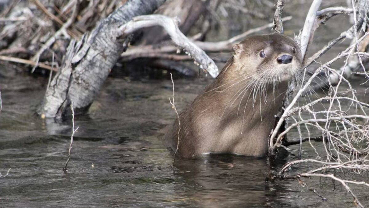 Hallazgo del huillín en Los Alerces tras 40 años sin registros