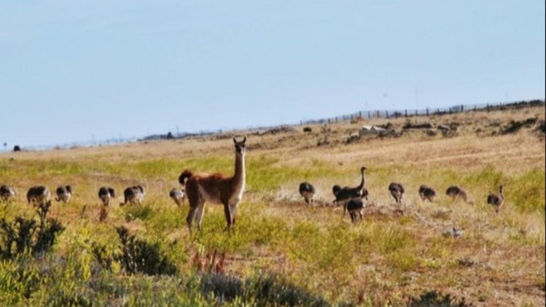 Chubut: cada vez con más guanacos y menos ovejas.