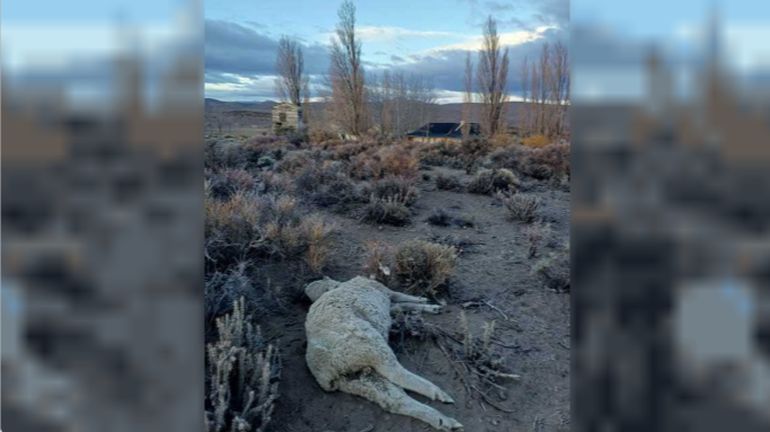Algunas de las ovejas muertas no pudieron ser identificadas porque la acción de animales carroñeros. Algunas de las ovejas muertas no pudieron ser identificadas porque la acción de animales carroñeros.