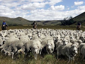 El mercado chileno sigue cerrado para la ganadería de la Patagonia.