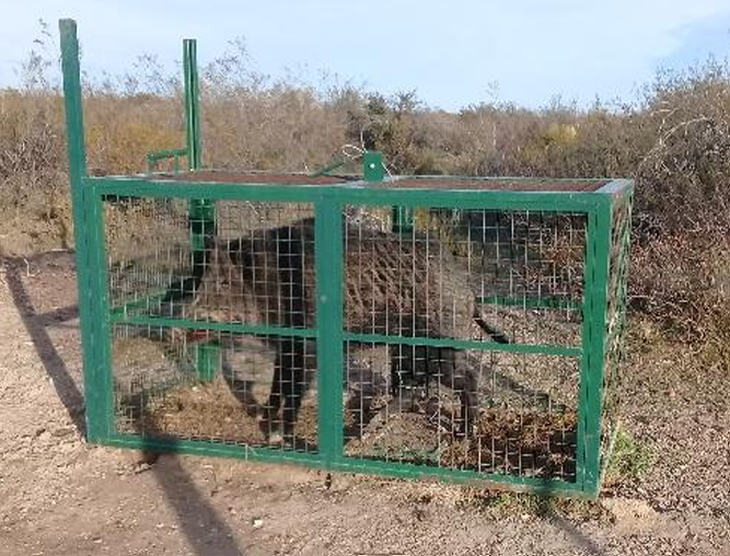 Las trampas, la opción que se evalúa en la Patagonia. Foto: INTA Las trampas, la opción que se evalúa en la Patagonia. Foto: INTA