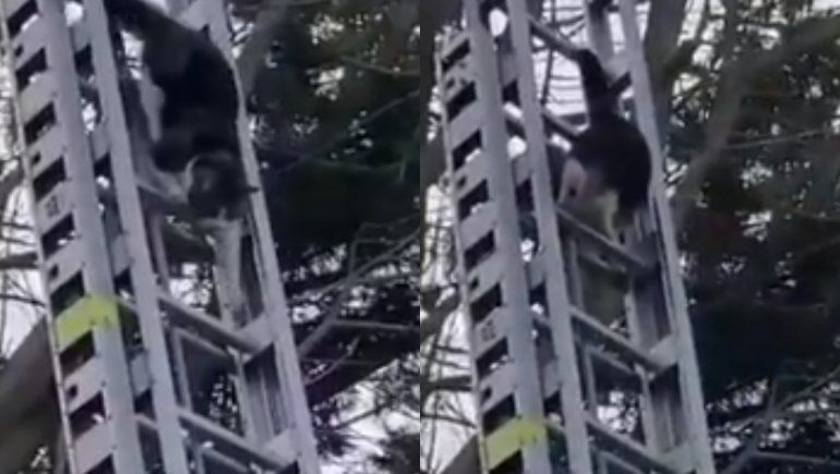Twitter: gato atrapado en un árbol es viral por su reacción cuando llegaron los bomberos