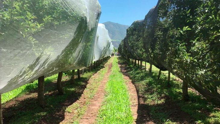 Una de las alternativas , que se usa en otros países productores, son las mallas de protección total por filas, tal como se observa en esta imagen. Una de las alternativas , que se usa en otros países productores, son las mallas de protección total por filas, tal como se observa en esta imagen.