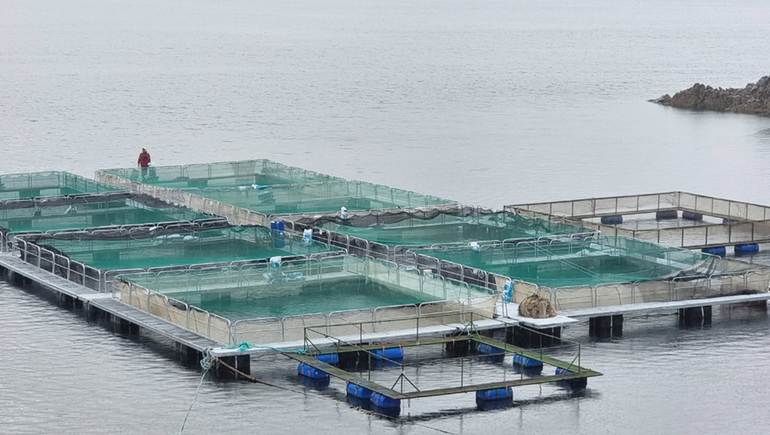Planta de producción de salmónidos en Piedra del Aguila.