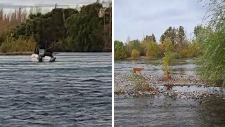 El emocionante rescate de un perro que se ahogaba en el río Limay