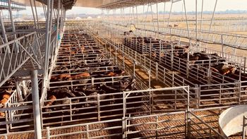 El sector ganadero suma una innovadora herramienta financiera que utiliza el valor del rodeo como garantía para acceder a crédito y expandir la producción. | LM Neuquen El sector ganadero suma una innovadora herramienta financiera que utiliza el valor del rodeo como garantía para acceder a crédito y expandir la producción.