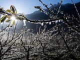 Menor oferta de cerezas en Turquía: alzas de precios de hasta un 50%