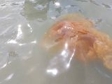 Ejemplares de menor tamaño que las del año pasado (foto) se registraron días atrás en Las Grutas.