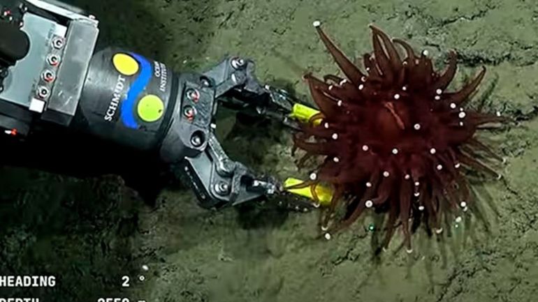 El streaming del Conicet y el Schmidt Ocean ya está en la Patagonia. El streaming del Conicet y el Schmidt Ocean ya está en la Patagonia.