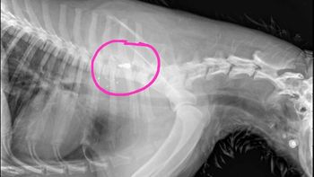 Encontraron en Trelew un perro con una bala entre las vértebras. Encontraron en Trelew un perro con una bala entre las vértebras.