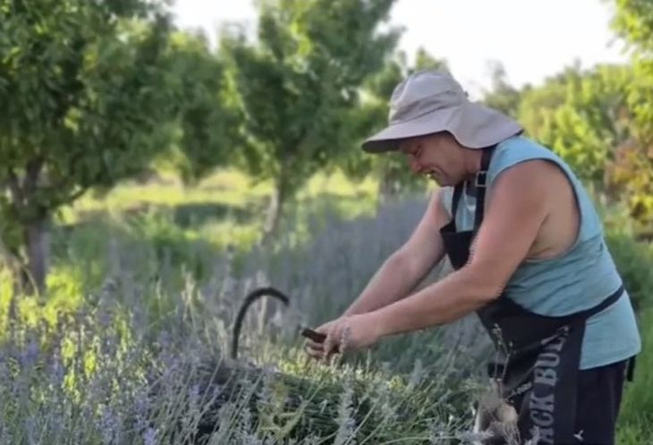 Cosecha artesanal: Con la misma hoz que usaban los antiguos colonos para el trigo, hoy se recolectan las flores de lavanda en el Valle Medio. Cosecha artesanal: Con la misma hoz que usaban los antiguos colonos para el trigo, hoy se recolectan las flores de lavanda en el Valle Medio.