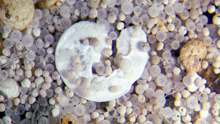 Los micro fósiles revelan que al vida empezó antes. Los micro fósiles revelan que al vida empezó antes.