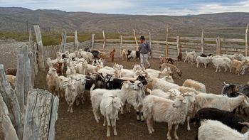 “Si no descargamos ahora, el pastizal no resistirá el verano”. Carlos Caivano, Dir. de Ganadería. | LM Neuquen “Si no descargamos ahora, el pastizal no resistirá el verano”. Carlos Caivano, Dir. de Ganadería.