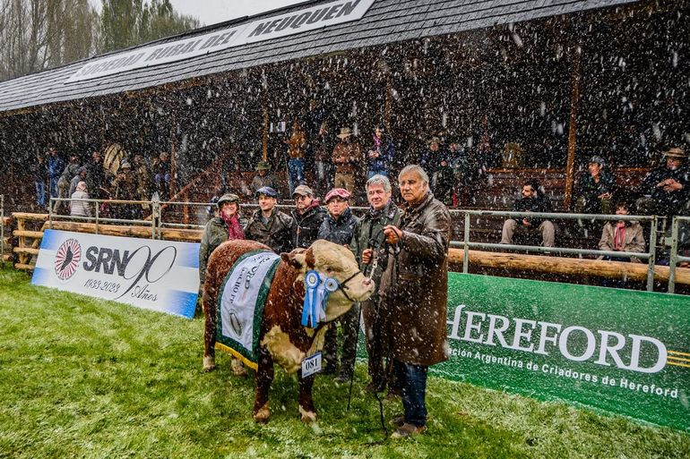 Los premios a los toros campeones, en el final de la expo, en plena nevada en Junín de los Andes. Los premios a los toros campeones, en el final de la expo, en plena nevada en Junín de los Andes.