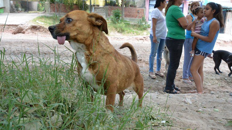 Villa Ceferino: otros dos perros fueron envenenados y murieron en el barrio