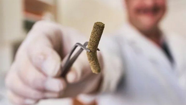 Científicos de la Patagonia hallaron una molécula en erizos de mar que podría combatir el coronavirus