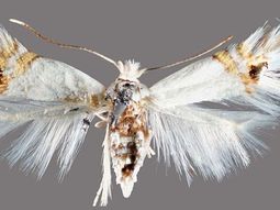 Desde el organismo alertaron sobre la detección de esta especie en la región. Desde el organismo alertaron sobre la detección de esta especie en la región.