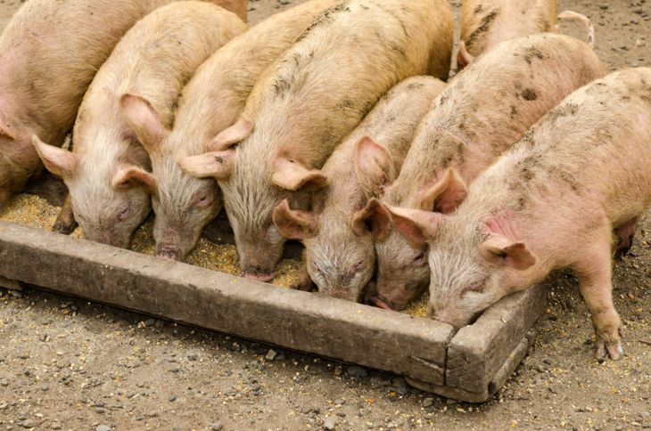 "Todo productor sabe que los costos son muy altos por los precios del maíz y de la soja". Foto INTA "Todo productor sabe que los costos son muy altos por los precios del maíz y de la soja". Foto INTA