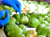 La cosecha de peras y manzanas de la Argentina cayó 3%