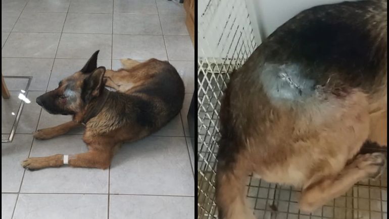 Atacan salvajemente a dos perros para desvalijar una casa