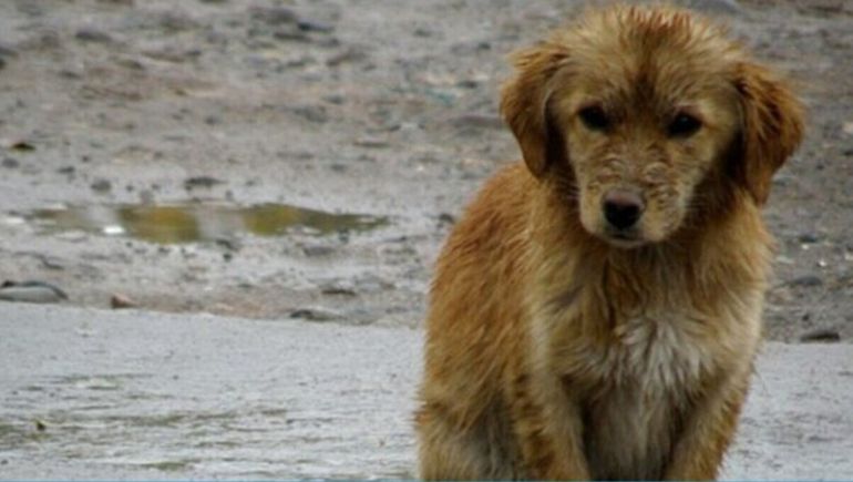 Lanzaron una colecta en Comodoro Rivadavia para ayudar a un jubilado que rescata perros y los cuida.