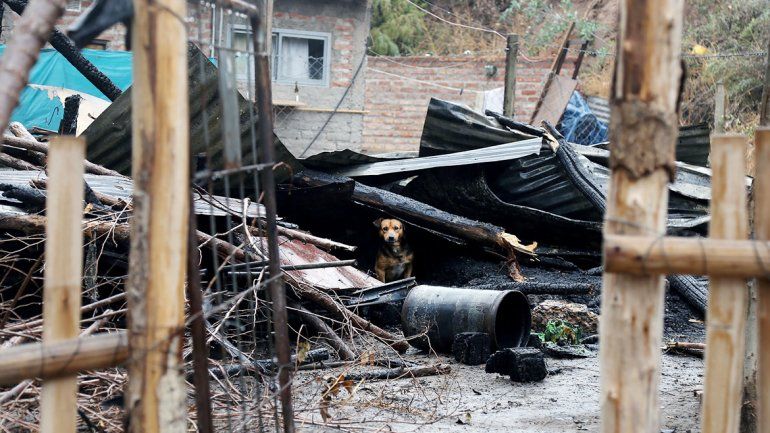 Un perro se refugia de la lluvia en las ruinas de la casa incendiada.