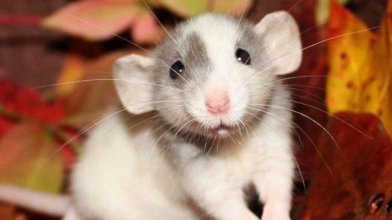 Conocé qué significa soñar con ratones